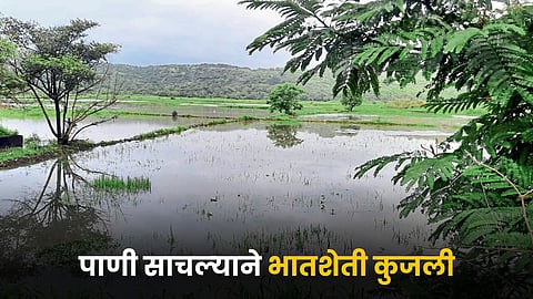 Paddy Farming