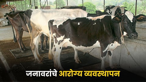 Animal Health
