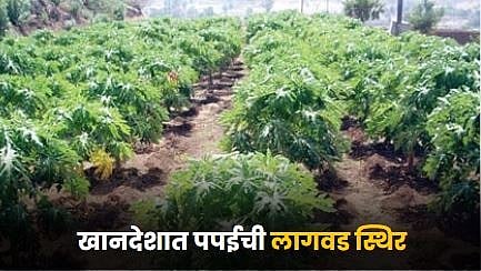 Papaya Farming