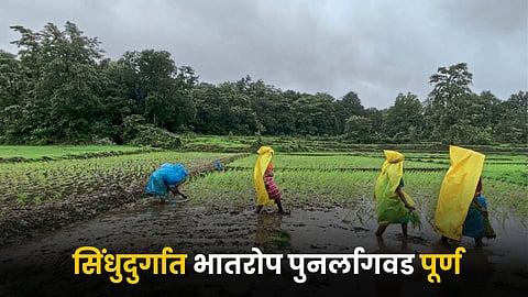 Paddy Farming