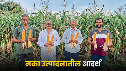 Maize Farming