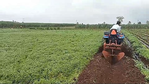 Coriander Price Fell