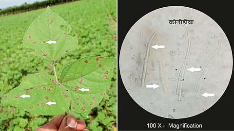 Cercospora Disease
