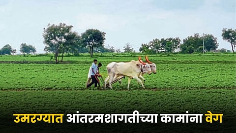 Agriculture