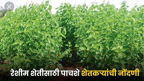 Sericulture Farming