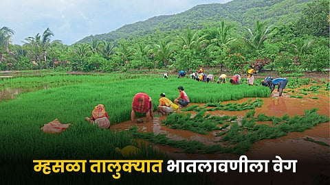 Paddy Farming