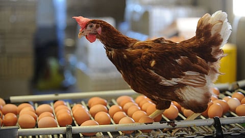 Egg Rate