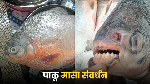 Fish Conservation 