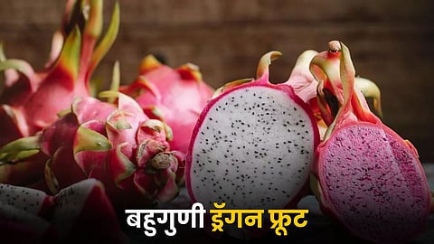 Dragon Fruit
