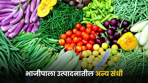 Vegetable Production