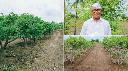 Fruit Crop Farming