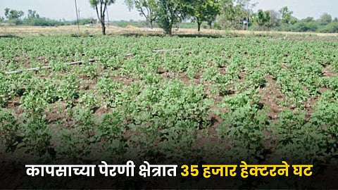 Cotton Production