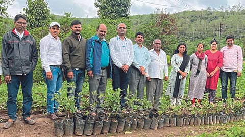 Apple Farming Satara