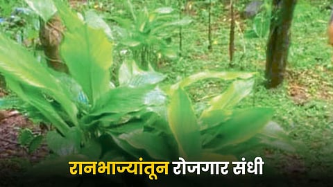 Forest Vegetable