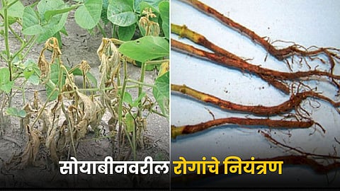 Soybean Crop Disease