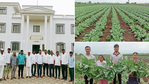 Vegetable Farming 