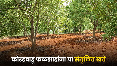 Fruit Crop Fertilizers