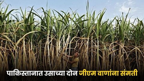 Sugarcane