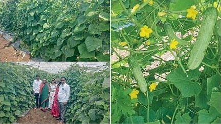 Sudhakar Shirsat and Agriculture