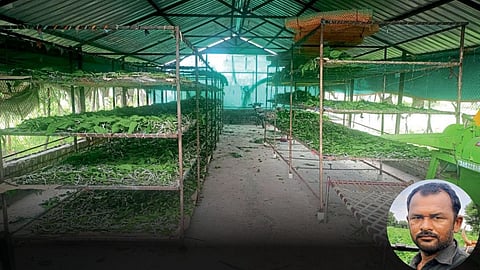 Sericulture Farming