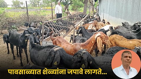Goat Rearing
