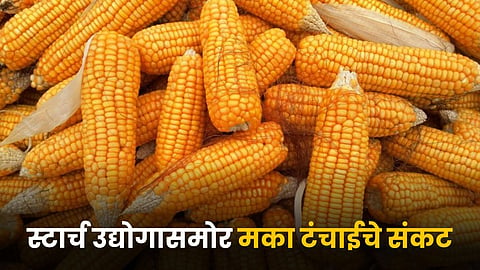 Maize