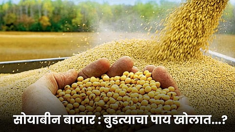 Soybean