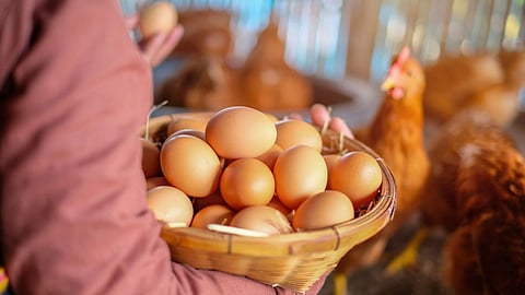 Egg