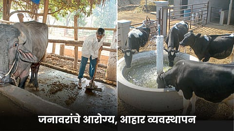 Animal Husbandry