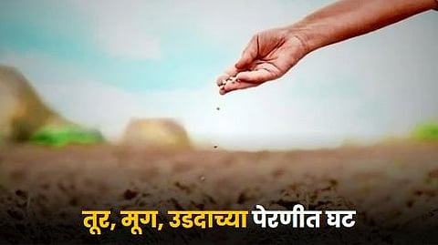 Agriculture Sowing 