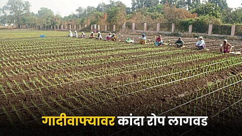 Onion Farming