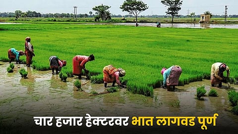 Paddy Farming