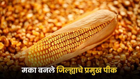 Maize