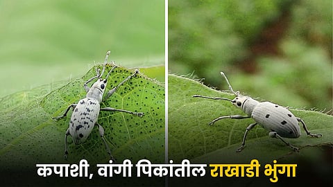 Gray Weevil