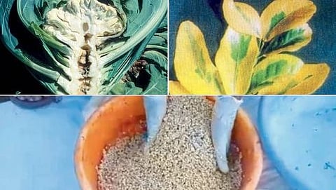 Micronutrients Use