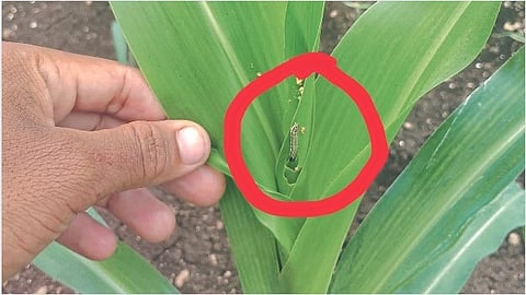 Maize Army Worm