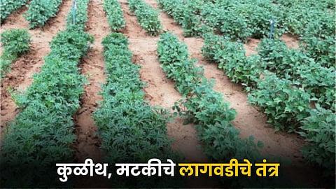 Agriculture Cultivation Technique