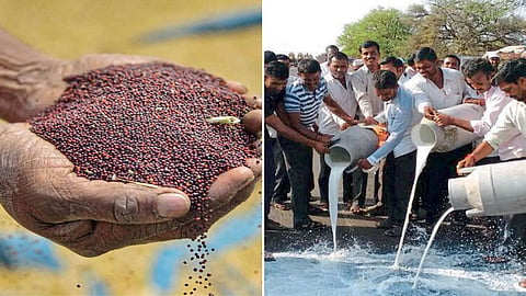 Oilseed 