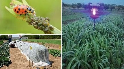 Crop Protection