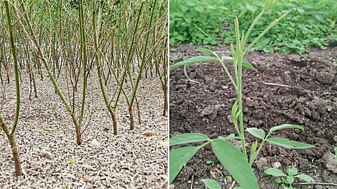Tur Crop