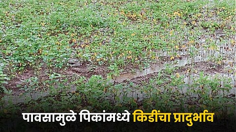 Agriculture Issue