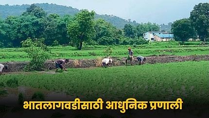 Paddy Farming
