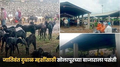 Solapur Buffalo Market 