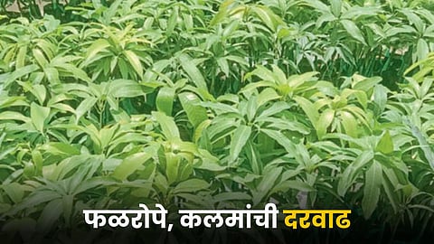 Nursery Management