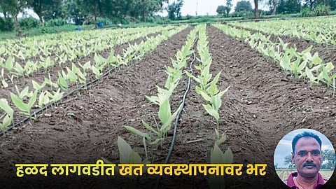 Turmeric Farming