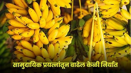 Banana Export
