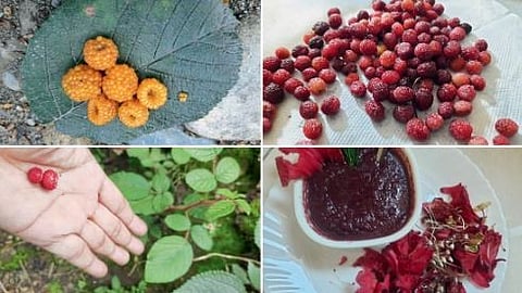 Forest Fruits
