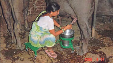Animal Care