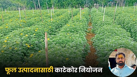 Flower Farming