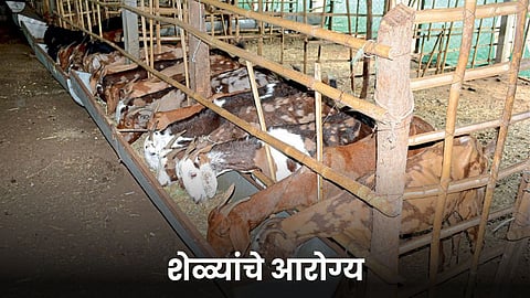 Goat Rearing 